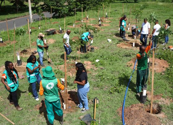 Prefeitura promove operação de plantio em São Cristóvão