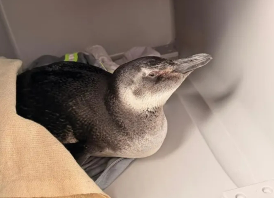 Comum no inverno, pinguim é resgatado em área portuária de Salvador