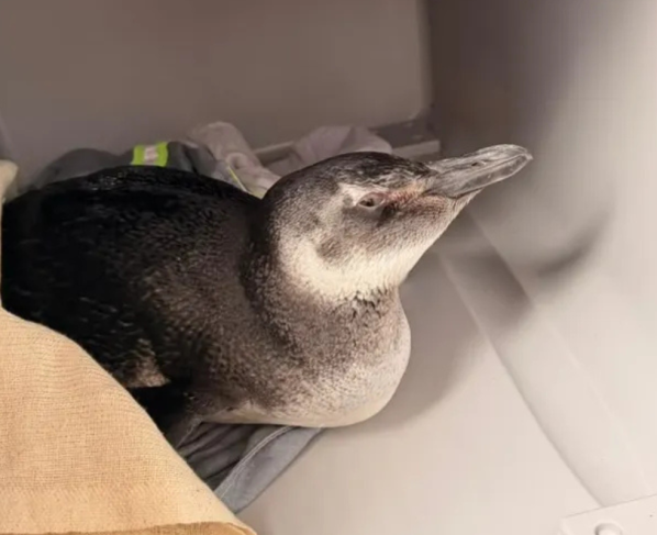 Comum no inverno, pinguim é resgatado em área portuária de Salvador