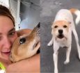 Morre Joly, cachorrinha de Virginia Fonseca e Margareth Serrão, aos